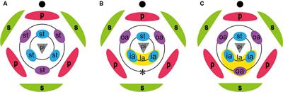 Floral Development Reveals the Existence of a Fifth Staminode on the Labellum of Basal Globbeae